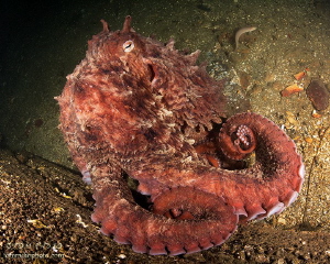 Giant Pacific Octopus
Seattle, WA U.S.A. by Tom Radio 